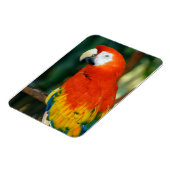 Magnet Flexible Scarlet Macaw (Côté Gauche)