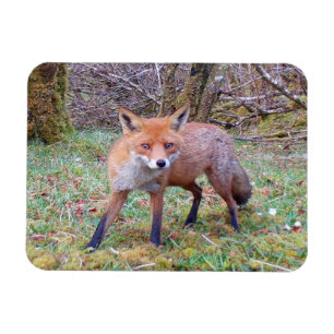 Magnet Flexible Scène charmante de renard roux en milieu forestier