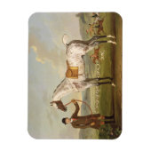 Magnet Flexible Scipio, Colonel Roche's Spotted Hunter, vers 1750 (Vertical)