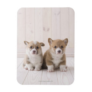 Magnet Flexible Se reposer de deux corgis de Gallois