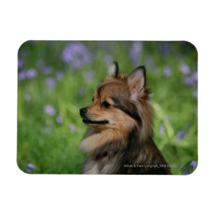 Magnet Flexible Séance de Headshot de Pomeranian