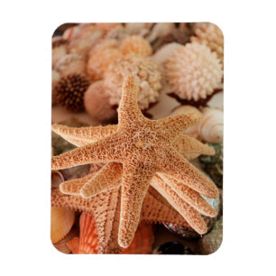 Magnet Flexible Seashells for sale Zihuatanejo, Mexique