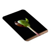 Magnet Flexible Semis de pomme avec coquille de graines (Côté Droit)