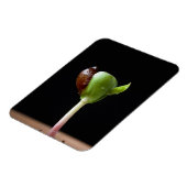 Magnet Flexible Semis de pomme avec coquille de graines (Côté Gauche)