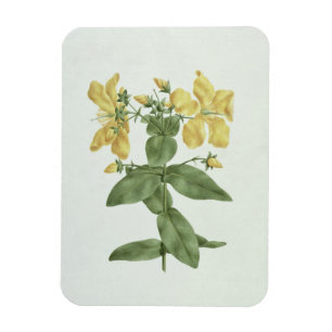 Magnet Flexible Sensation-Effort (quartinianum de Hypericum) (la