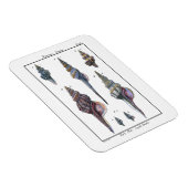 Magnet Flexible Sept Coquillages Colorés (Côté Droit)