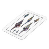 Magnet Flexible Sept Coquillages Colorés (Côté Gauche)