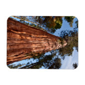 Magnet Flexible Séquoia géante (Horizontal)