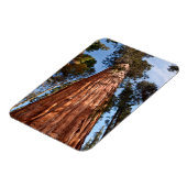 Magnet Flexible Séquoia géante (Côté Gauche)