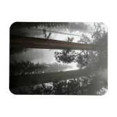 Magnet Flexible Séquoia géantes dans le brouillard, CA (Horizontal)