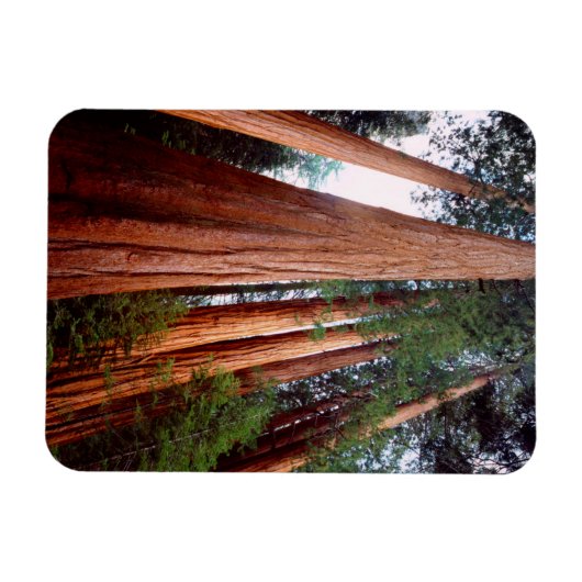 Magnet Flexible Séquoia séquoia (Horizontal)