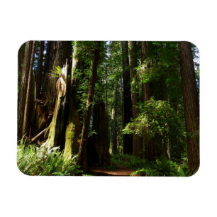 Magnet Flexible Séquoias et fougères au parc national de Redwood