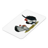 Magnet Flexible Serama Bantams (Côté Gauche)