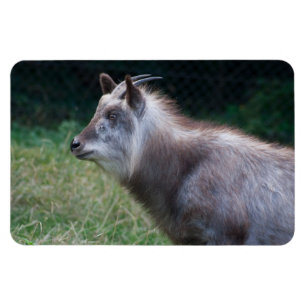 Magnet Flexible Serow japonais