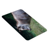 Magnet Flexible Serow japonais (Côté Droit)