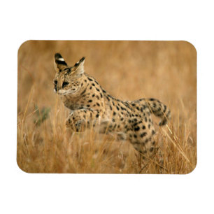 Magnet Flexible Serval (Leptailurus Serval) sautant