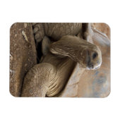Magnet Flexible Seychelles Aldabran terre tortue (Horizontal)