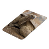 Magnet Flexible Seychelles Aldabran terre tortue (Côté Gauche)