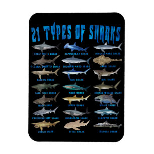 Magnet Flexible Shark Lovers 21 Types of Sharks Ocean Animal
