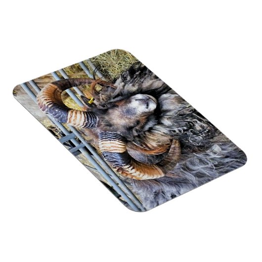 MAGNET FLEXIBLE SHEEP (Côté Droit)
