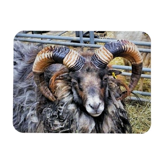 MAGNET FLEXIBLE SHEEP (Horizontal)