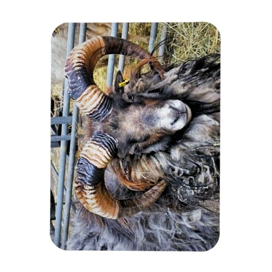 MAGNET FLEXIBLE SHEEP (Vertical)