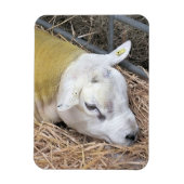 MAGNET FLEXIBLE SHEEP (Vertical)