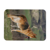 Magnet Flexible Shephard allemand regardant la colline (Horizontal)