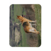 Magnet Flexible Shephard allemand regardant la colline (Vertical)