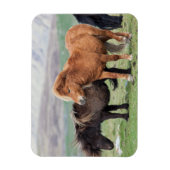 Magnet Flexible Shetland Pony, Shetland Islands, Écosse 2 (Vertical)
