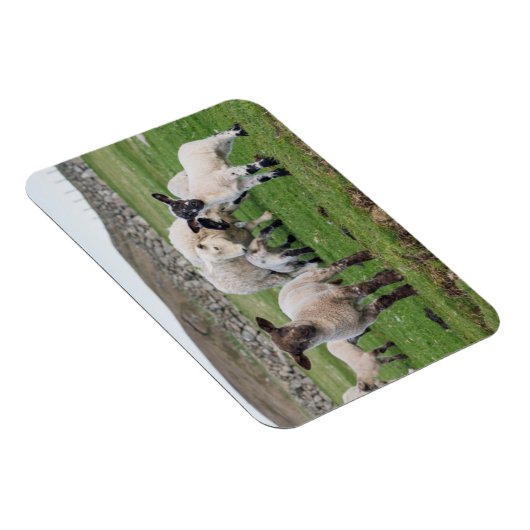 Magnet Flexible Shetland Sheep (Côté Droit)