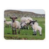 Magnet Flexible Shetland Sheep (Horizontal)
