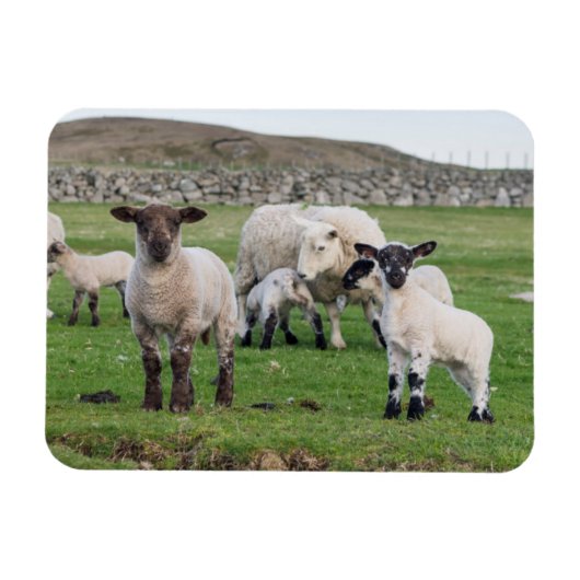 Magnet Flexible Shetland Sheep (Horizontal)