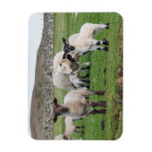 Magnet Flexible Shetland Sheep (Vertical)