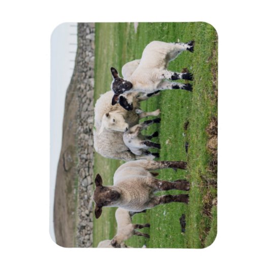 Magnet Flexible Shetland Sheep (Vertical)