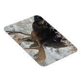 Magnet Flexible Shiras Bull Moose (Côté Droit)
