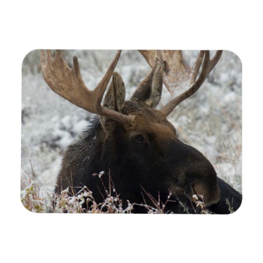Magnet Flexible Shiras Bull Moose (Horizontal)