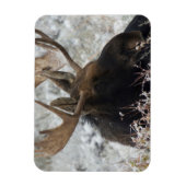 Magnet Flexible Shiras Bull Moose (Vertical)