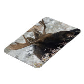 Magnet Flexible Shiras Bull Moose (Côté Gauche)
