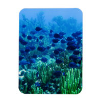 Shoal of Blue Discus Fish