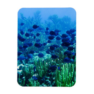 Magnet Flexible Shoal of Blue Discus Fish