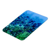 Magnet Flexible Shoal of Blue Discus Fish (Côté Gauche)
