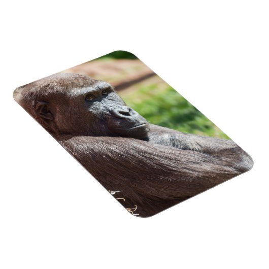 Magnet Flexible Shufai le Gorilla Basking au soleil (Côté Droit)