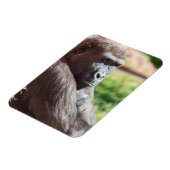 Magnet Flexible Shufai le Gorilla Basking au soleil (Côté Gauche)