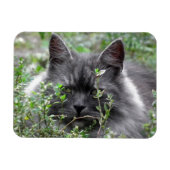 Magnet Flexible Sibérien | Portrait de chat (Horizontal)