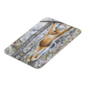 Magnet Flexible Singe à nez d'or se balançant sur la branche (Côté Gauche)