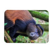 Magnet Flexible Singe d'or, Rwanda (Horizontal)