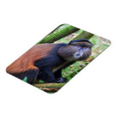 Magnet Flexible Singe d'or, Rwanda (Côté Gauche)