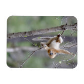 Magnet Flexible Singe doré mou à nez serré sur les branches d'arbr (Horizontal)