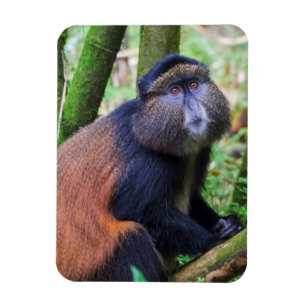 Magnet Flexible Singe doré, Rwanda